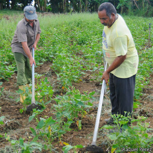 Las tierras cultivables están pasando de forma gratuita de las manos del Estado a la de los campesinos.